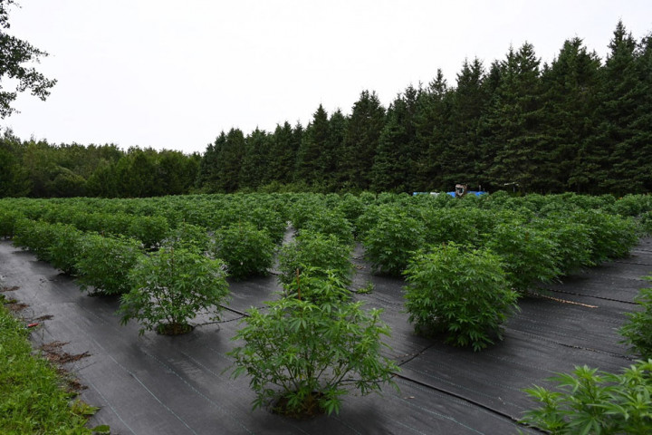 1 365 plants de cannabis