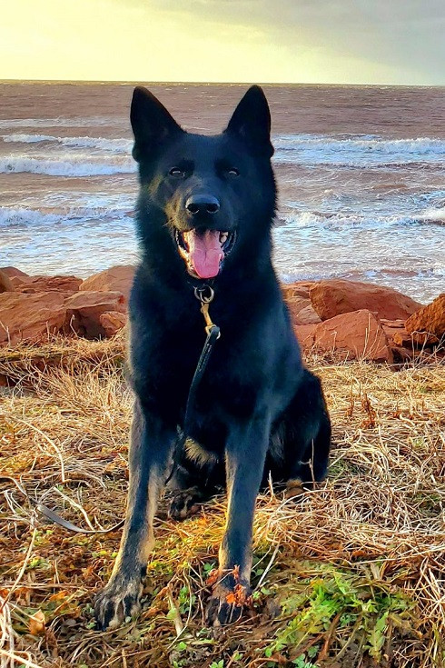 A black German Shepherd dog sits in a grassy area with the ocean in the background.