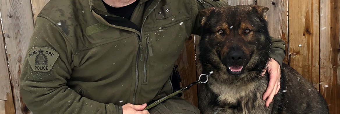 Un policier de la GRC s'agenouille aux côtés d'un chien berger allemand. 